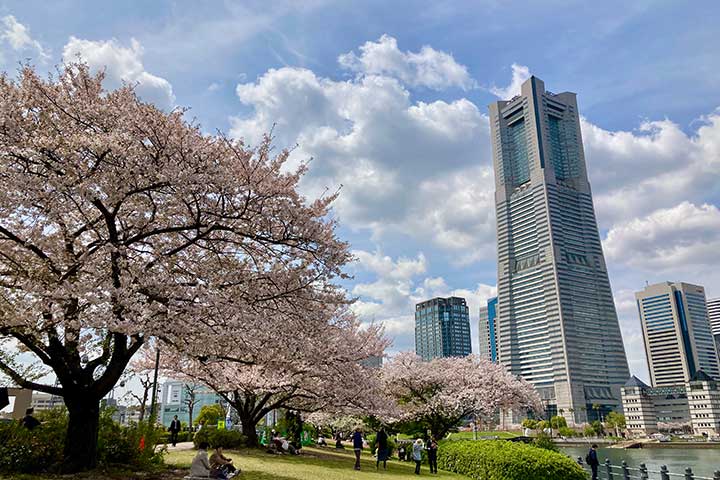 桜の季節すぎて、「認知症革命」ふたたび